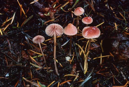 Mycena monticola
